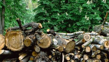 bois coupés et forêt derrière