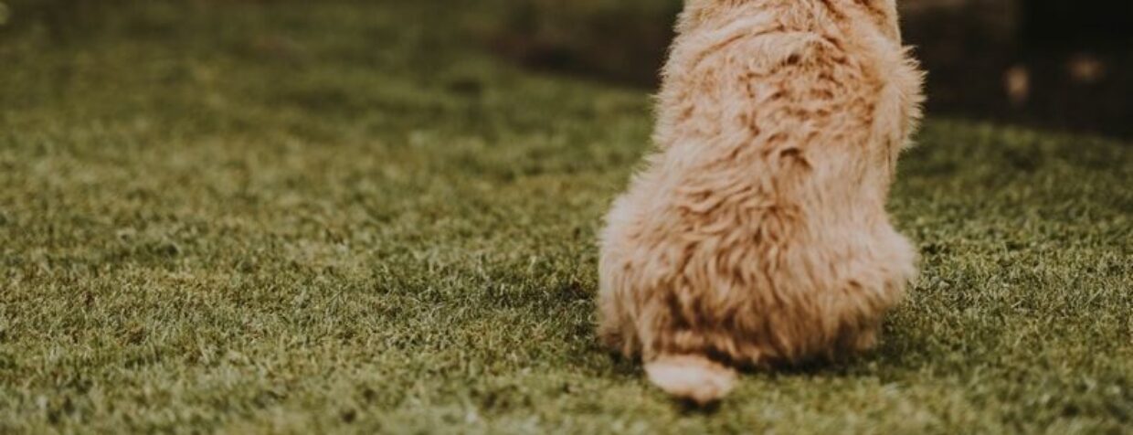 chien faisant ses besoin dans l'herbe