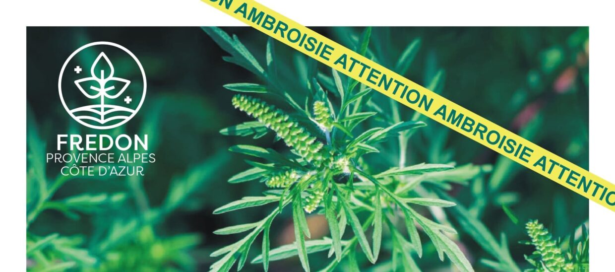 ambroisie